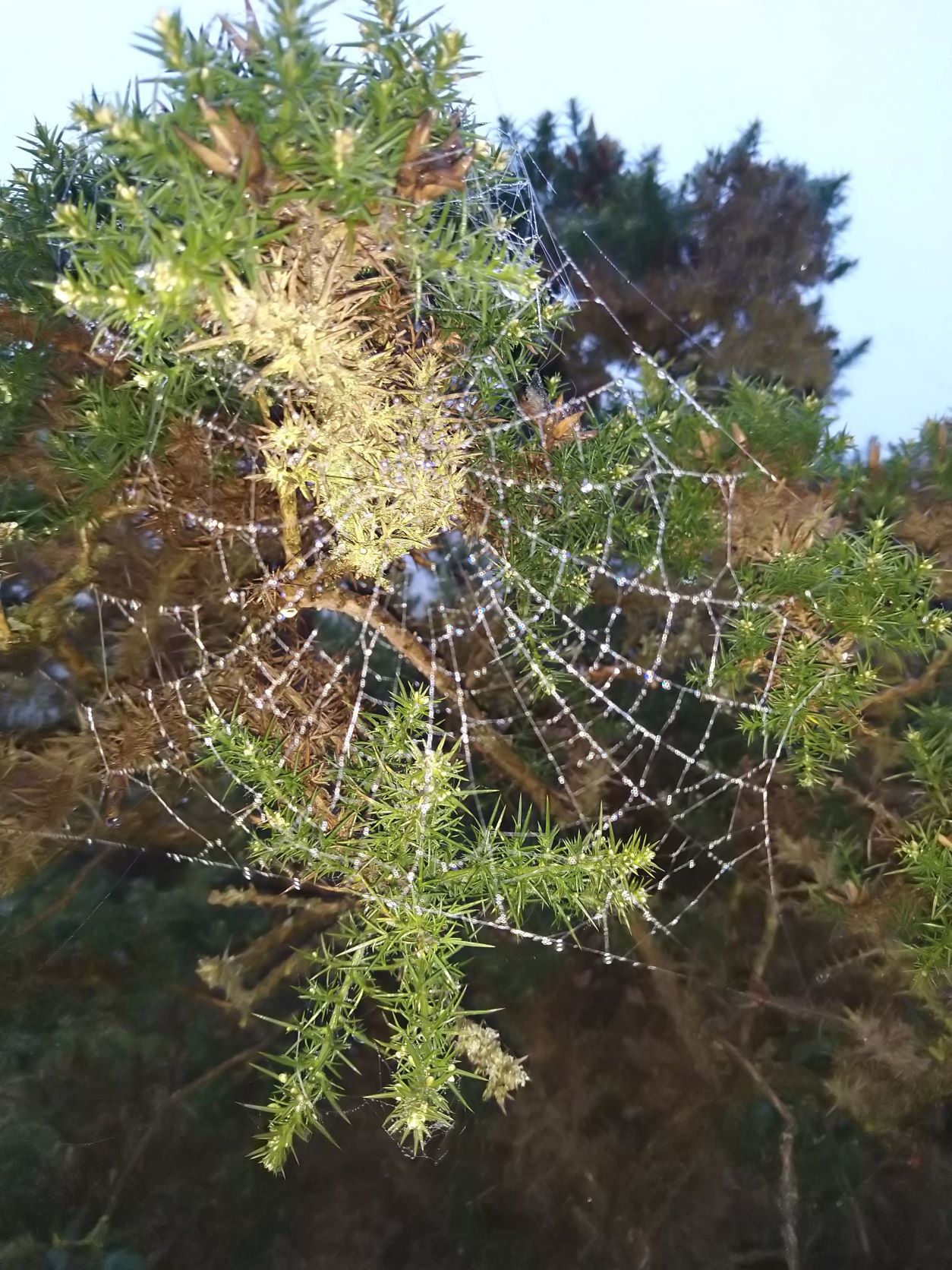 Cobweb-Nov-22-