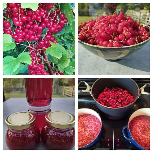 Redcurrant Harvest