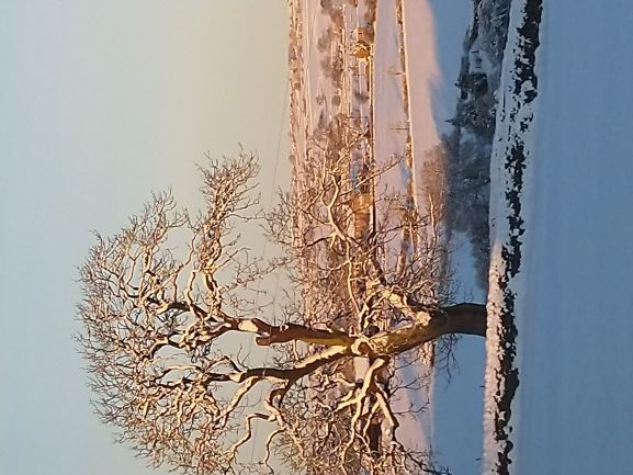 Teesdale-tree-in-snow