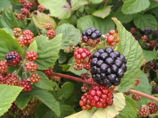 brambles