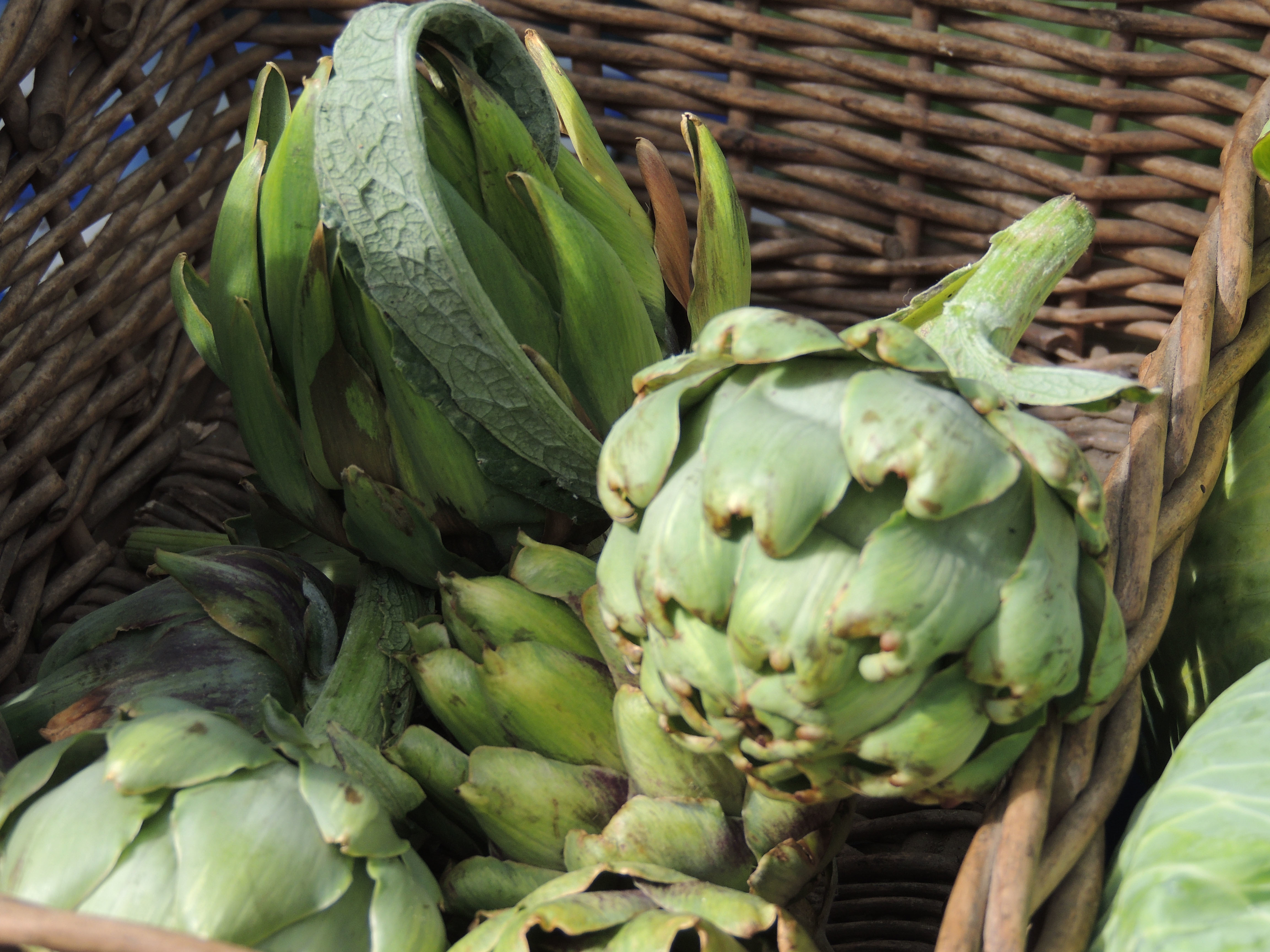 Artichokes
