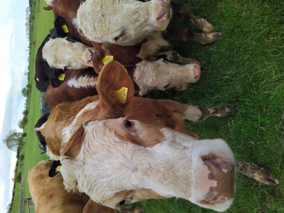 Cows-June-2021