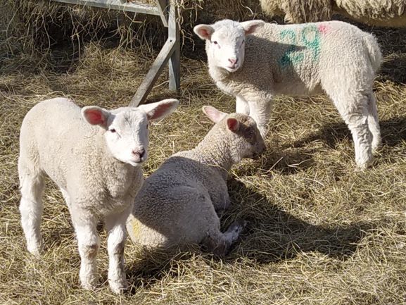 Lambs-near-Staindrop
