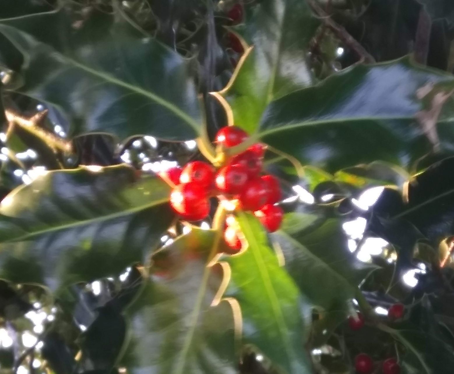 holly2