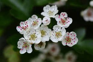may-blossom