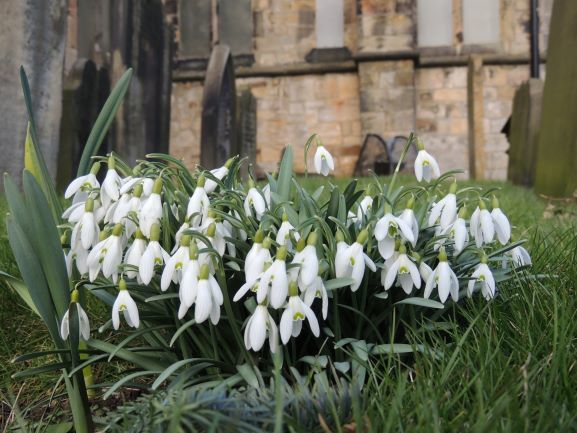 snowdrops