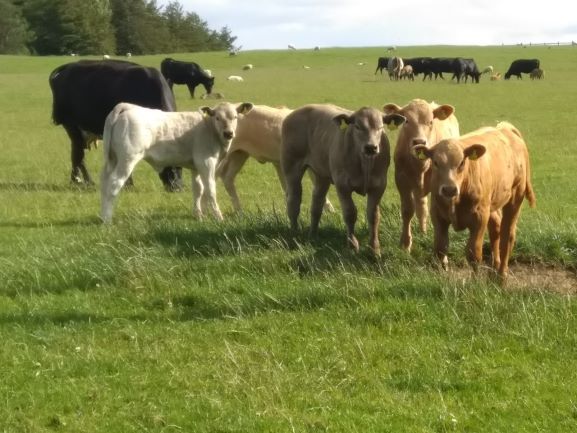 Happy-calves