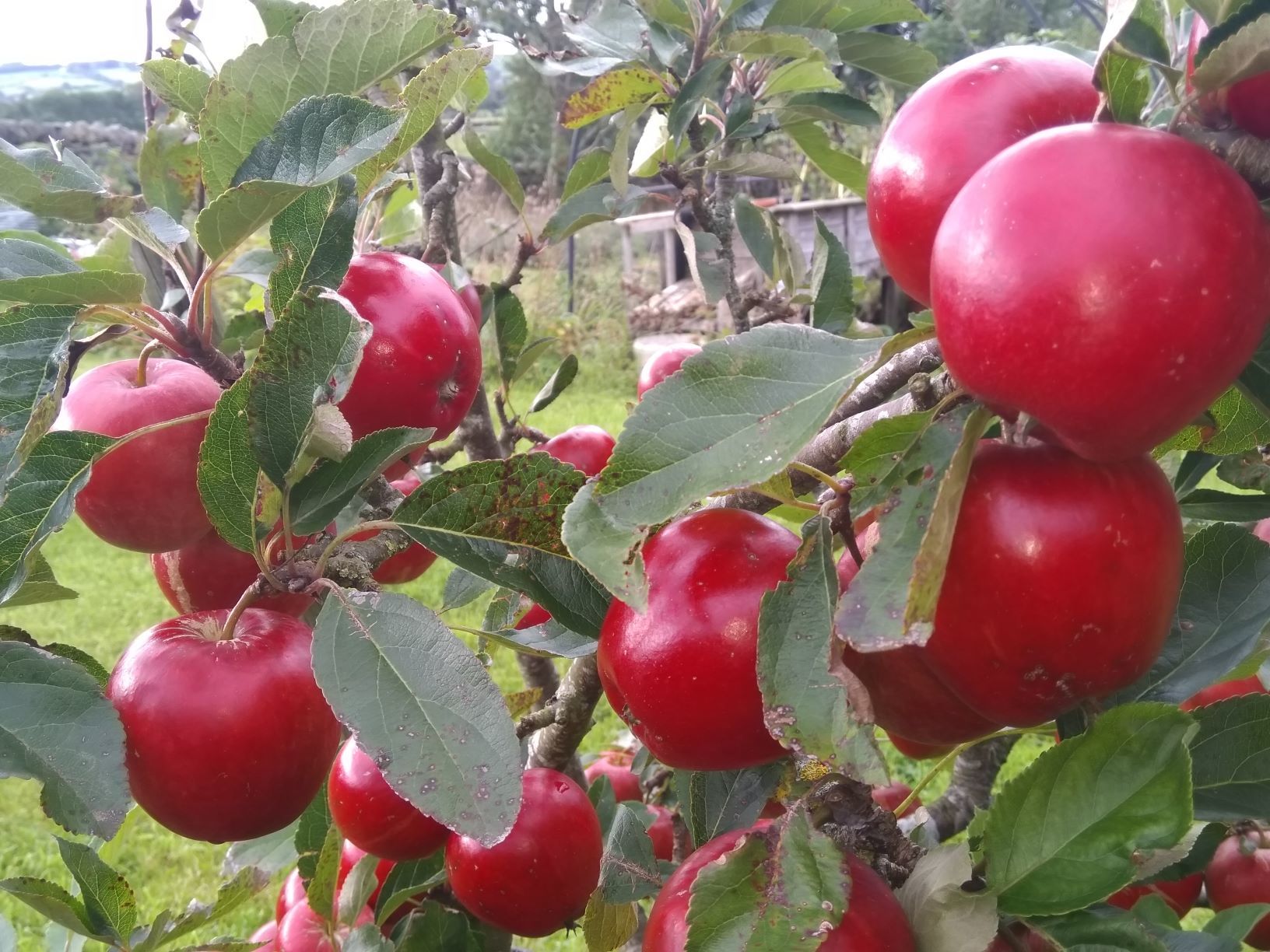 Katy-Apples
