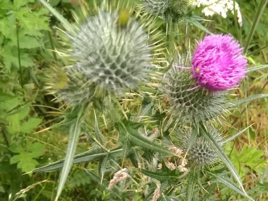 Thistle2
