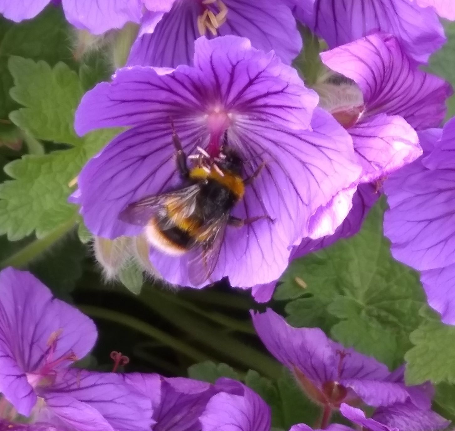 july-bee-and-flowers